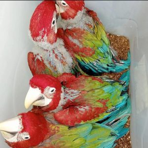 Green wing macaw