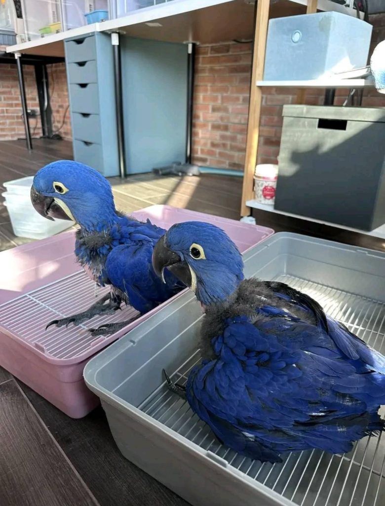Picture of How to Set Up a Macaw Habitat - wikihow.pet