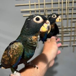 Bronze Winged Pionus for Sale Dubai UAE