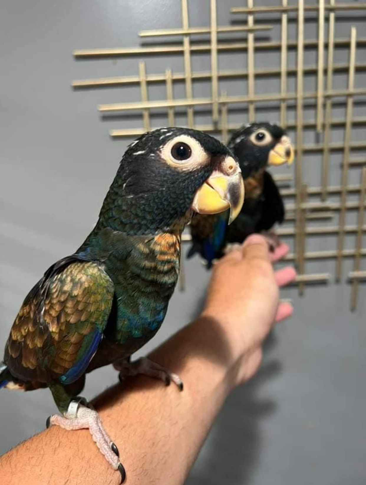 Bronze Winged Pionus for Sale Dubai UAE