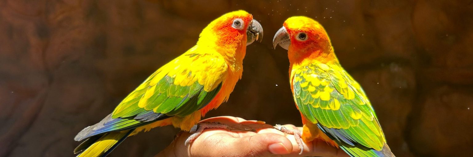 Home - Parrots for sale
