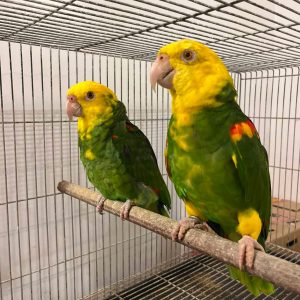 double yellow headed amazon for sale uae