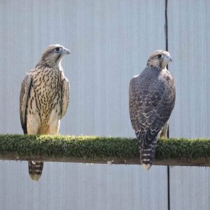 gyrfalcon for sale