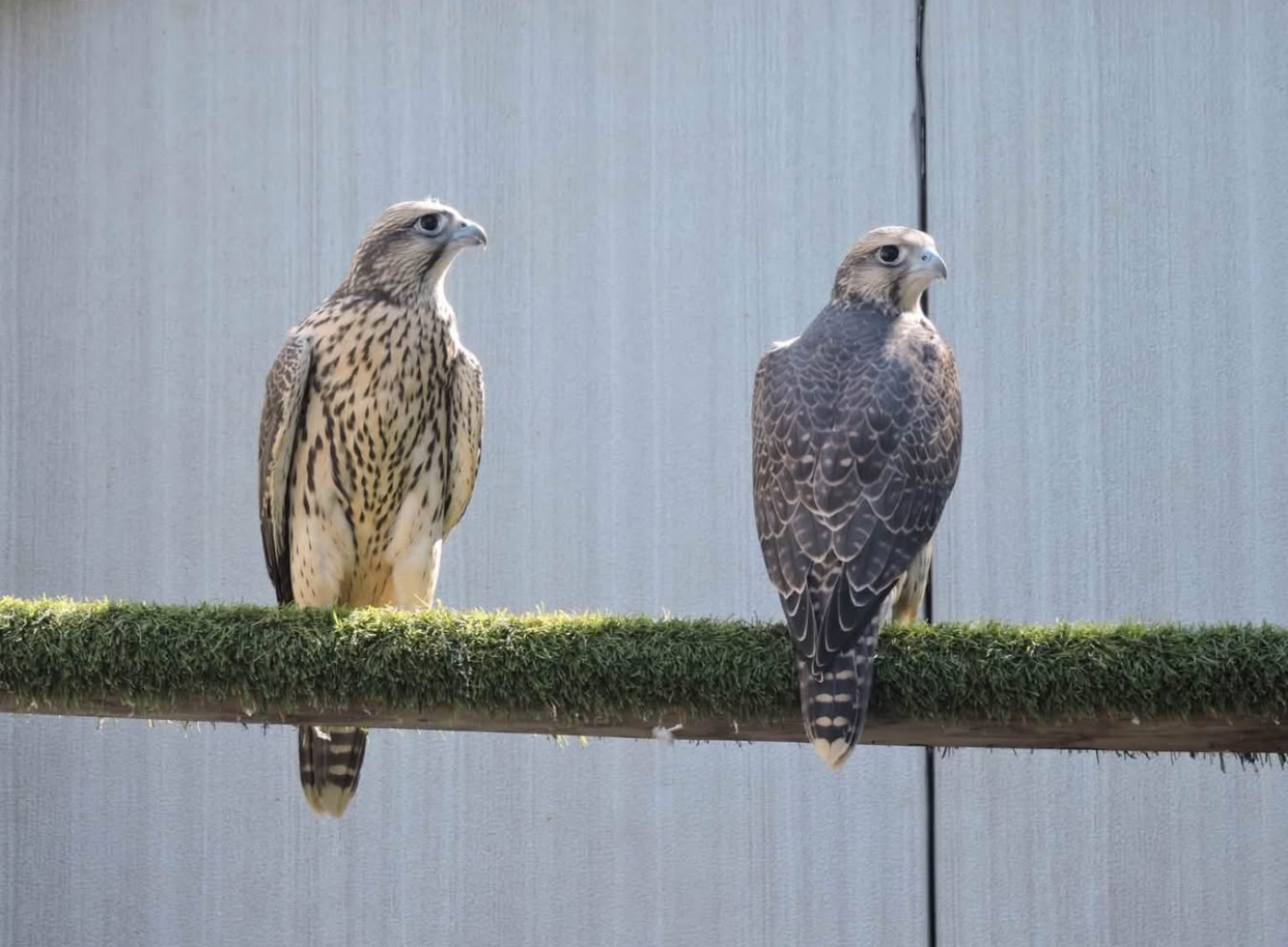 gyrfalcon for sale