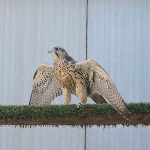 white gyrfalcon for sale dubai uae and saudi arabia