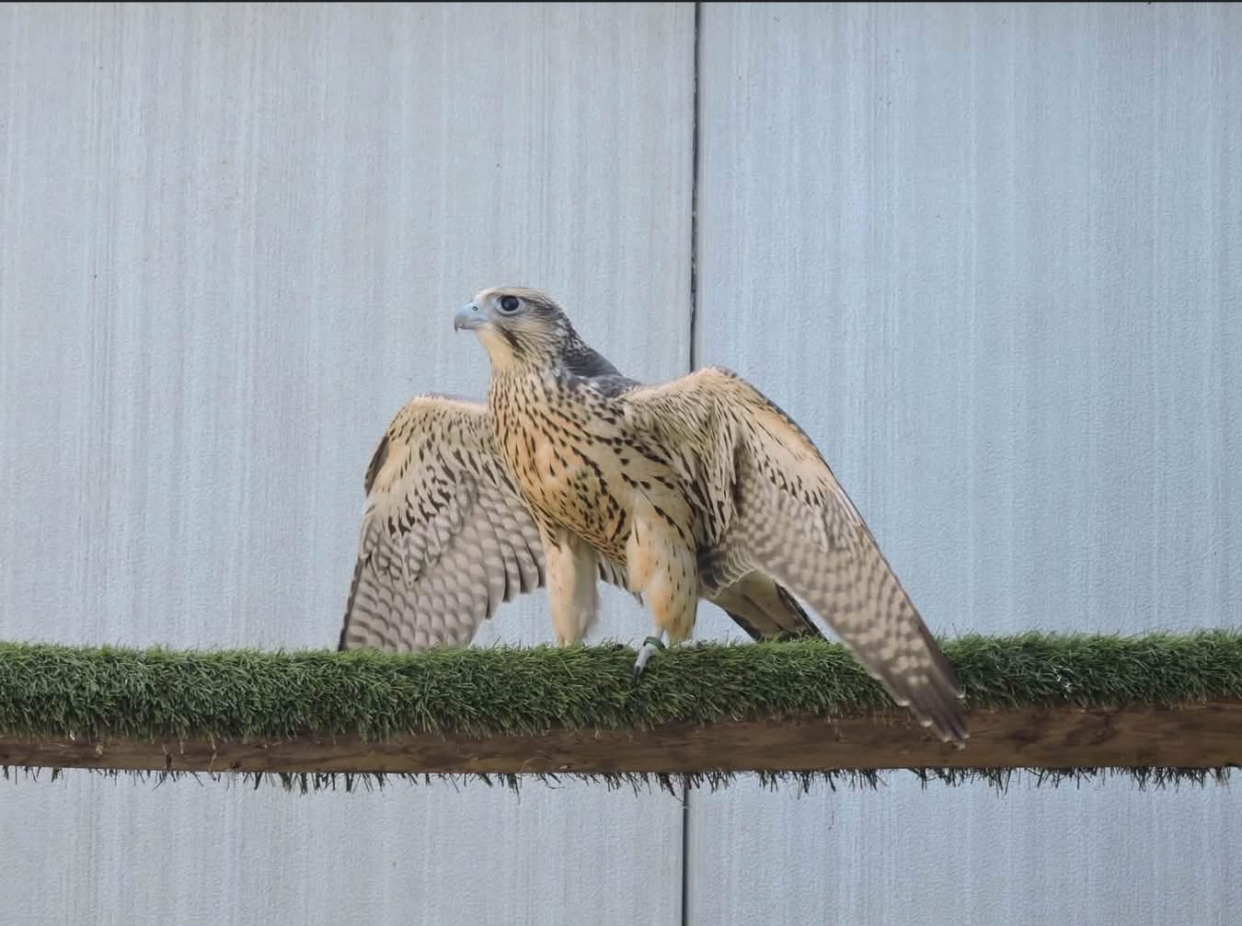 white gyrfalcon for sale dubai uae and saudi arabia