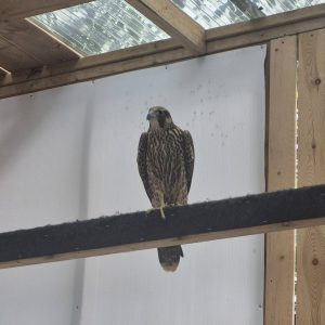 Peregrine Falcon price in uae and saudi arabia