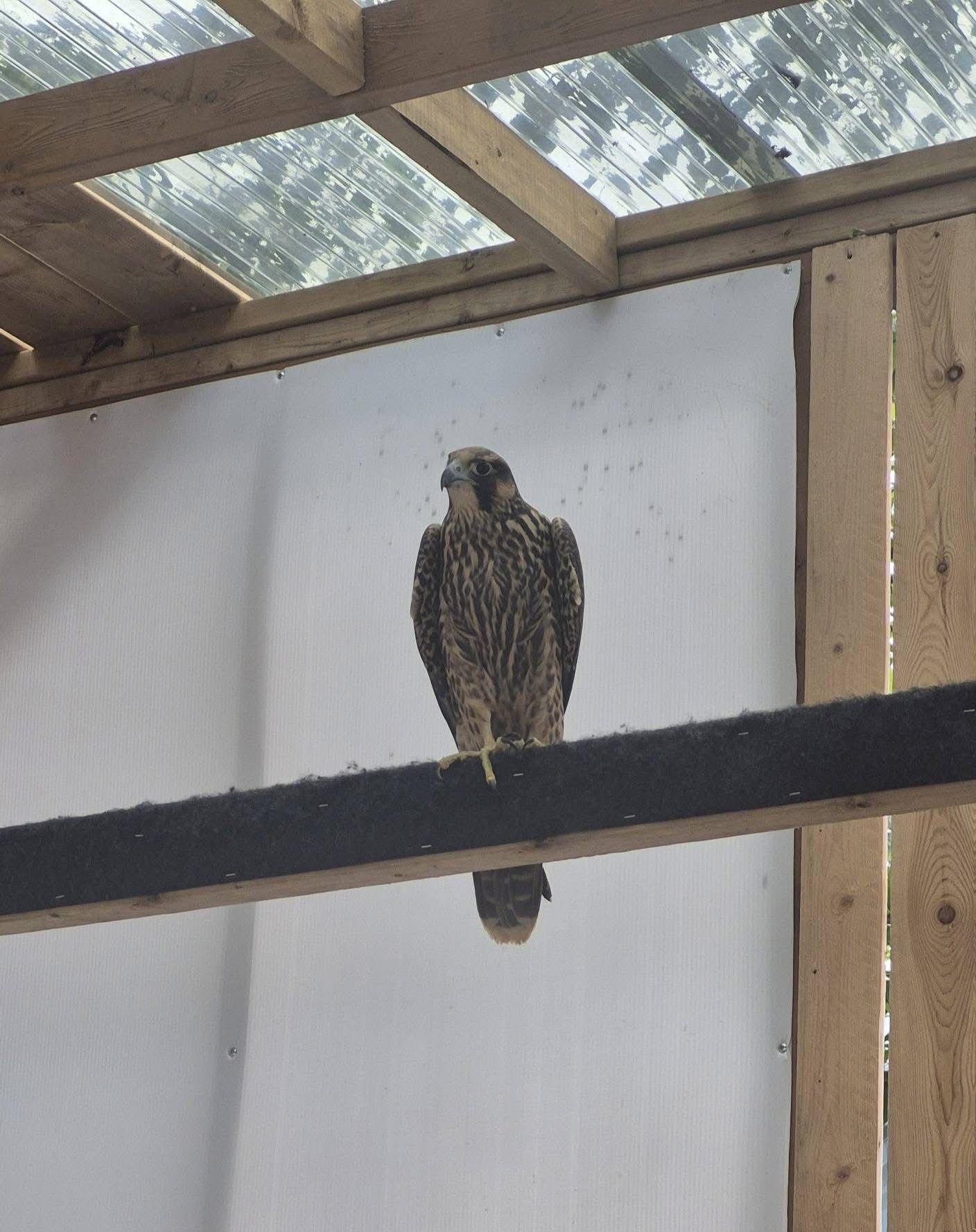 Peregrine Falcon price in uae and saudi arabia
