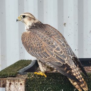 saker falcon for sale UAE and Saudi Arabia