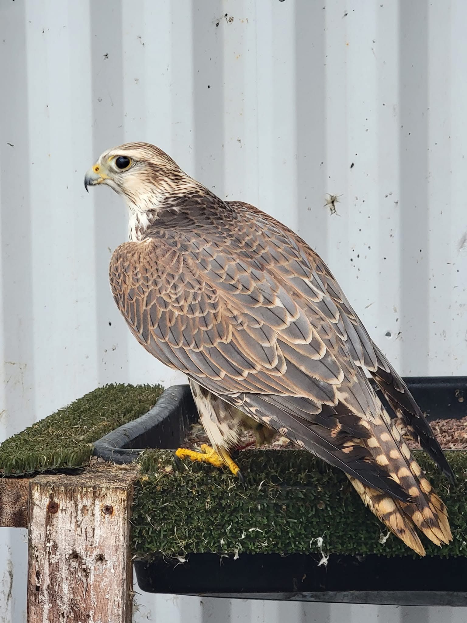 saker falcon for sale UAE and Saudi Arabia