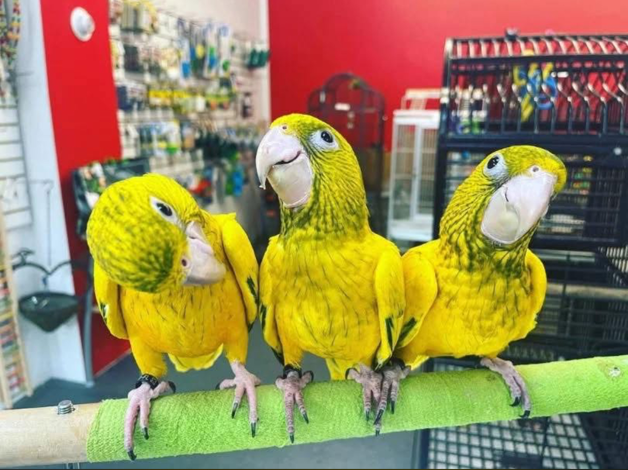 Golden Conure for Sale in Dubai UAE