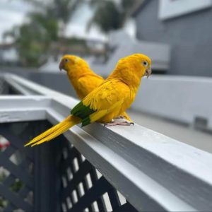 Golden Conure for Sale in Dubai UAE