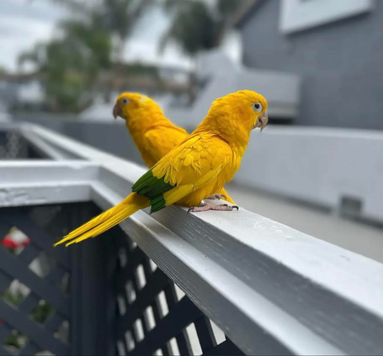 Golden Conure for Sale in Dubai UAE